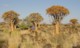 05810KokerboomwoudBeenThereDoneThat.jpg