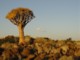 05812KokerboomwoudTreMedWeaverTree-reir.jpg