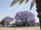 05838WindhoekJakarandaerOveralt.jpg