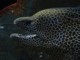 05926CapeTownEndaStyggereMurene.jpg