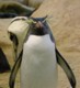 05932CapeTownKeiserpingvinerErRare.jpg