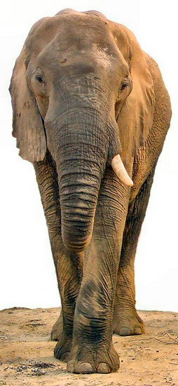 05427ChobeFiksaElefant.JPG