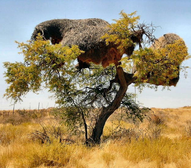 05554NamibiaWeaverBird-reir.JPG