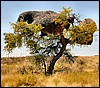 05554NamibiaWeaverBird-reir.JPG