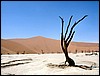 05630SossusvleiSaereTraerIDeadVlei.JPG