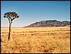 05648NamibiaRartTre.JPG