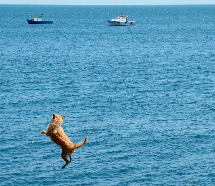 DSC04341IstanbulPromenadeFlyingFox.JPG