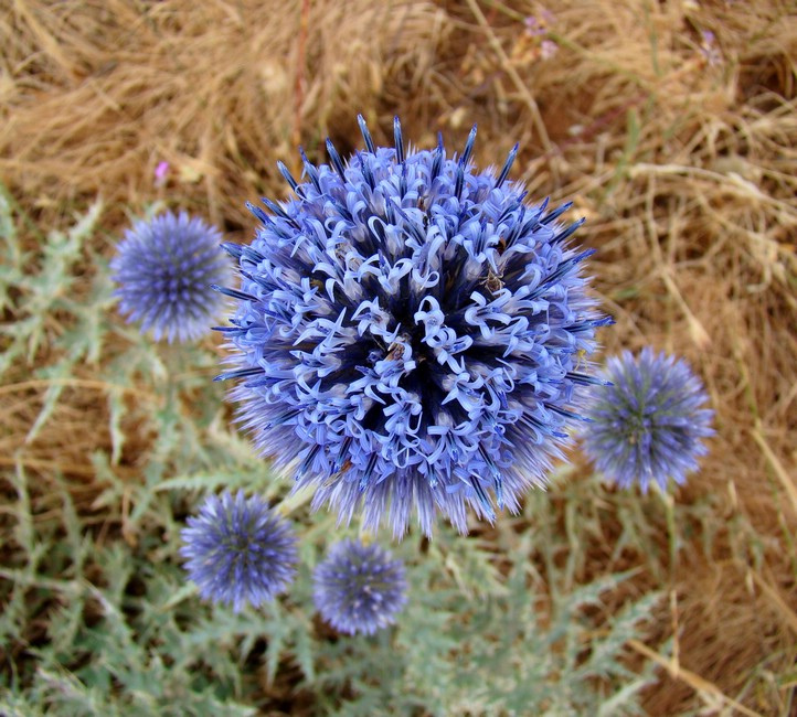 DSC06153NemrutHelloFlower.JPG