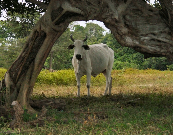 DSC02096Pantanal1LittSkummelZebu-ku.JPG