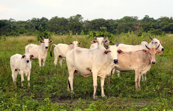 DSC02106Pantanal1SjuKuer.JPG