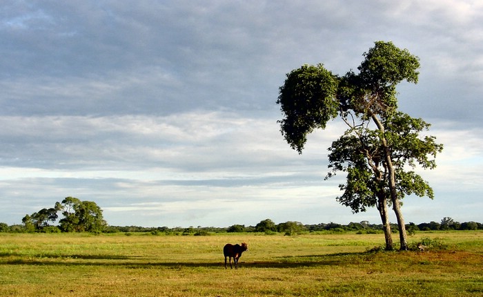 DSC02164Pantanal2GodPlassTilBuskapen.JPG