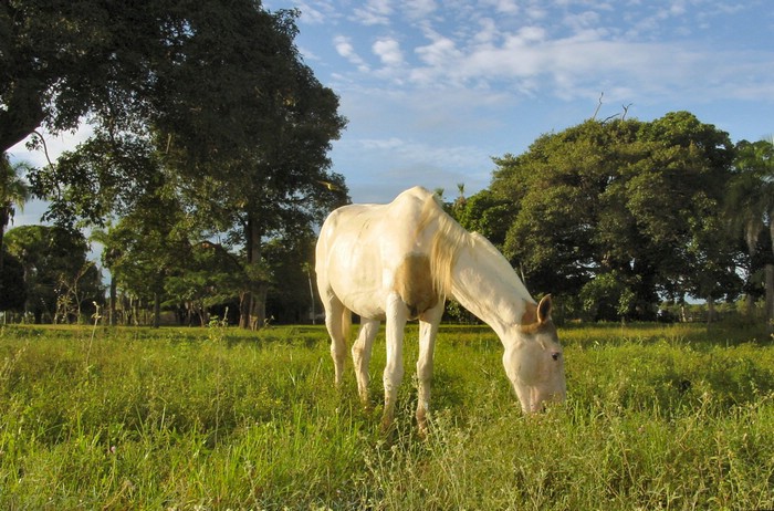 DSC02166Pantanal2Hestehygge.JPG