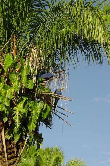 DSC02169Pantanal2Araringer.JPG