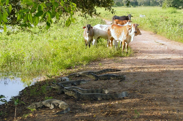 DSC02199Pantanal2EngsteligKyrOgKaimaner.JPG