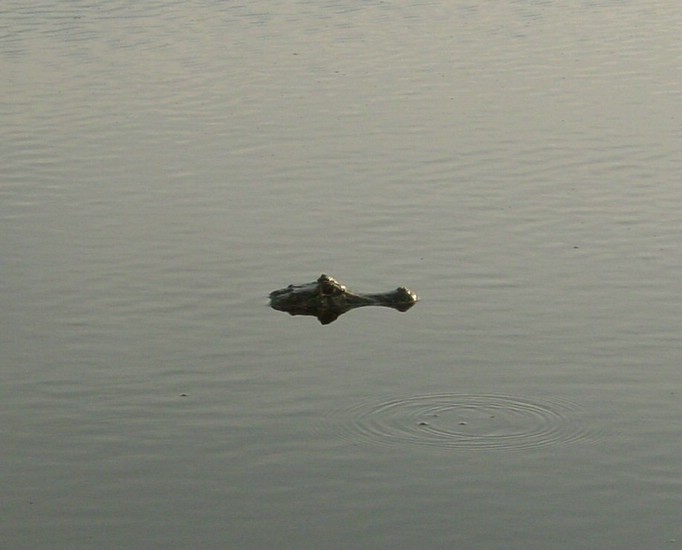 DSC02201-2Pantanal2IkkeAkkuratEnTrestokk.JPG