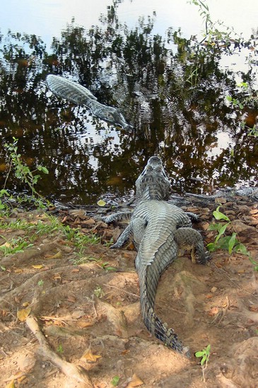 DSC02244Pantanal2ToTvilsommeFyrer.JPG