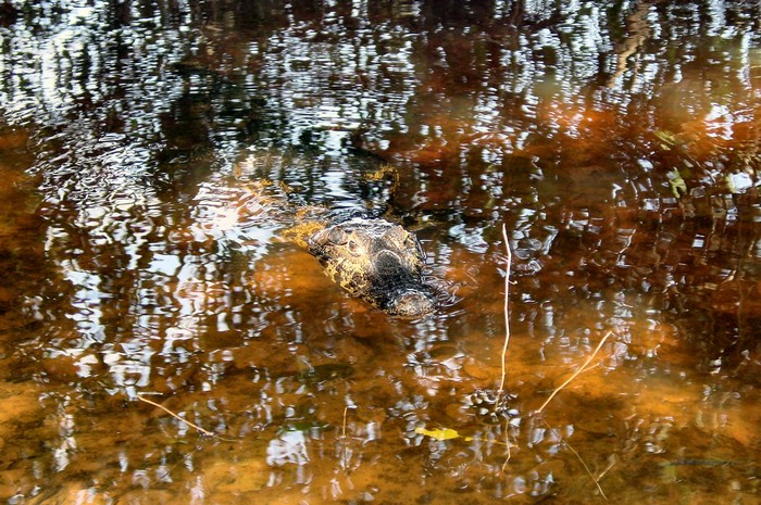 DSC02253Pantanal2NestenUsynligSkumling.JPG