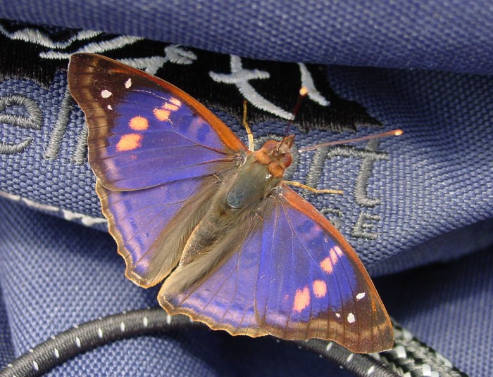 DSC02395IguazuGratispassasjerPaaSekken.JPG