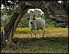 DSC02096Pantanal1LittSkummelZebu-ku.JPG