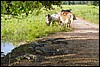 DSC02199Pantanal2EngsteligKyrOgKaimaner.JPG