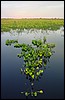 DSC02219Pantanal2StillestGrunn.JPG