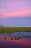 DSC02231Pantanal2PentIPantanal.JPG