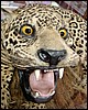 DSC02285CuiabaGanskeMoellspistLeopard.JPG