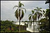 DSC02405IguazuTropiskFosseland.JPG