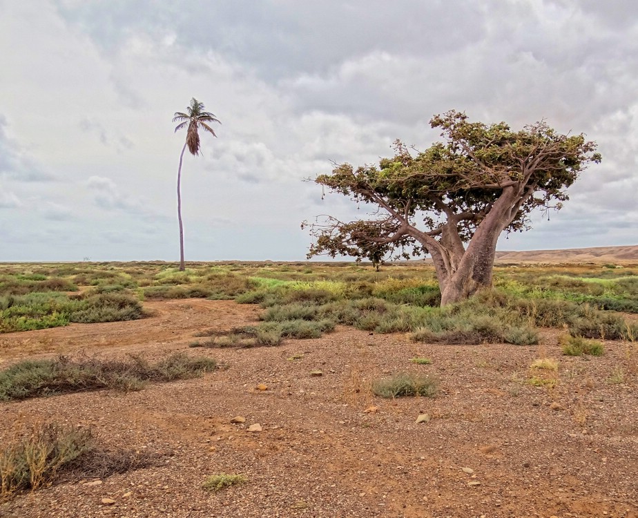 DSC09998PalmeOgBaobab.JPG