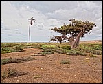 DSC09998PalmeOgBaobab.JPG