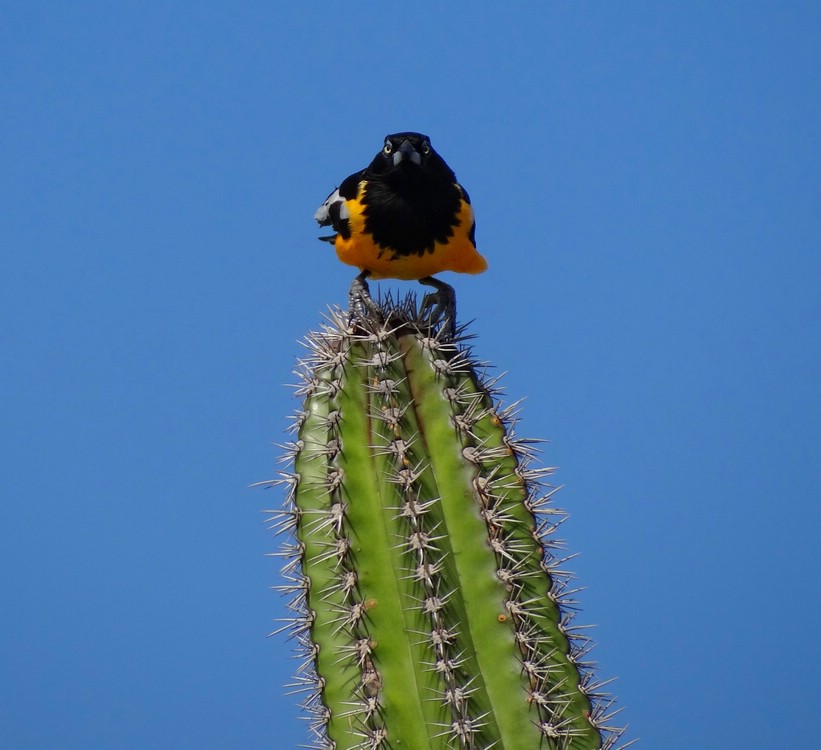 DSC01096ArubaAngryBirdIRL.JPG
