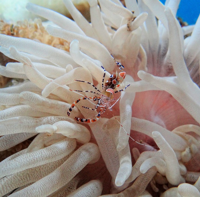 DSC02178CuracaoAnemoneOgReke.JPG