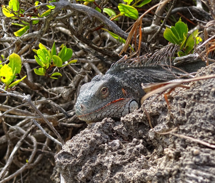 DSC02821CuracaoUnderObservasjon.JPG