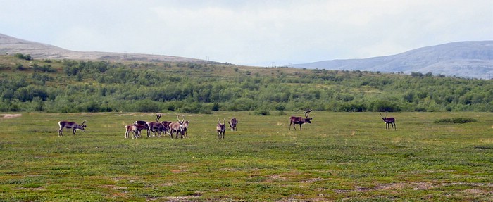 DSC00719StabbursdalenLitenReinflokk.JPG