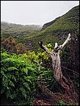 DSC05799NaturenOvergirSeg.JPG