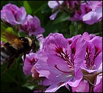 DSC06496InnForLanding.JPG