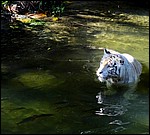 DSC06932SingaTigerPaaFisketur.JPG