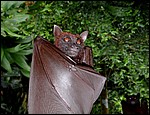 DSC06959SingaToBlotterdyr.JPG
