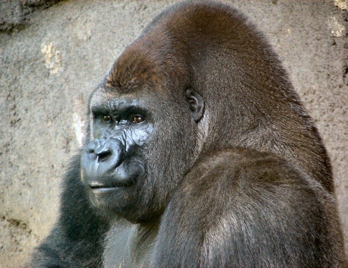 DSC06734MexicoCitySkikkeligSilverback.JPG