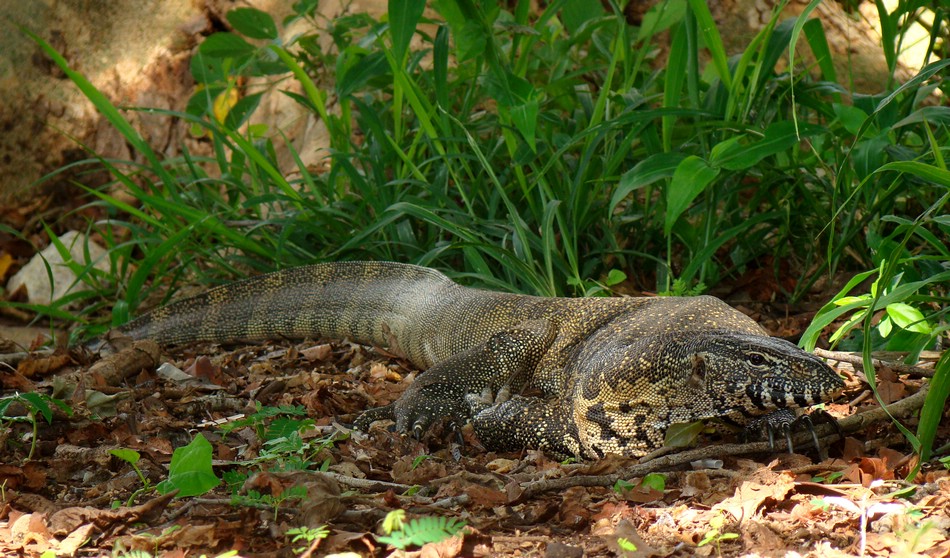 DSC11716KrugerChillingLizard.JPG