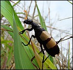 DSC10112HlaneSvaerBug.JPG