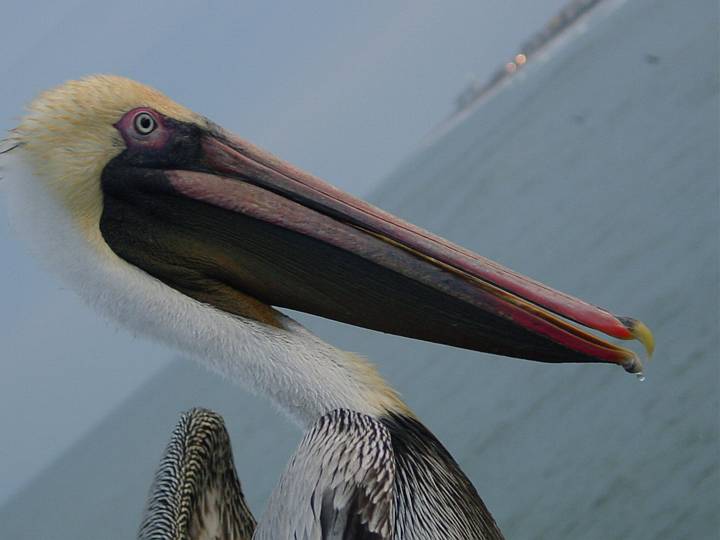 DaytonaBeachPelicanHead.jpg