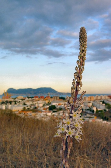 DSC01155AlgecirasPlanteOgGibraltar.JPG