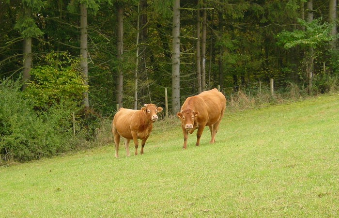 DSC01307LuxembourgKuerOgSaann.JPG