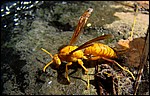 DSC03774AgraGoldenWasp.JPG