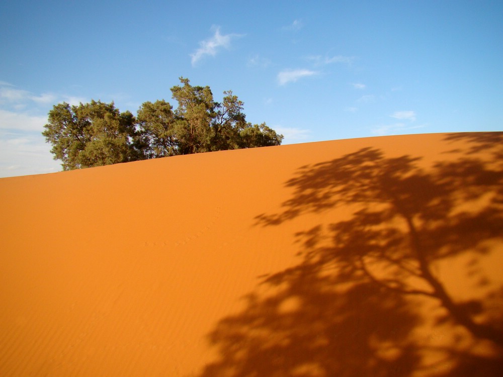 DSC06848MerzougaDiverseTraer.JPG