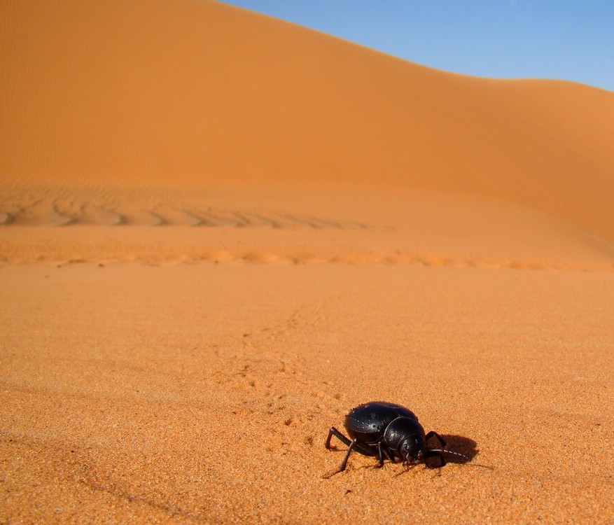 DSC06849MerzougaBillePaaLangtur.JPG