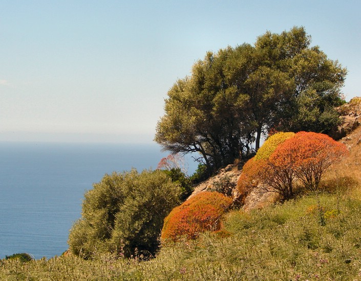 DSC01263SardiniaFargerIBuskaset.JPG