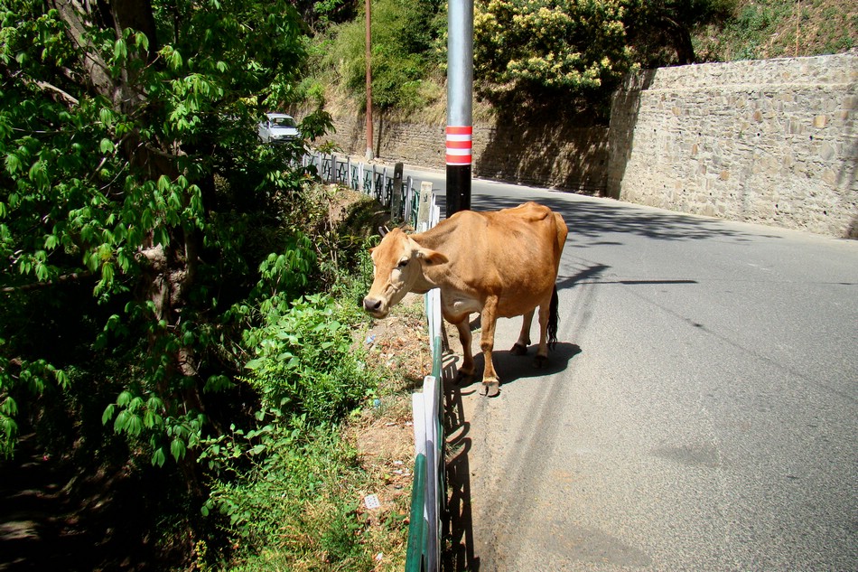 DSC05014ShimlaKuPaaFeilSide.JPG