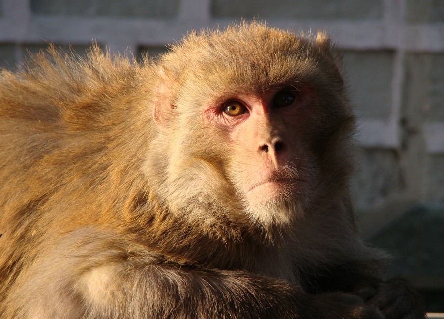 DSC05079ShimlaAperynker.JPG